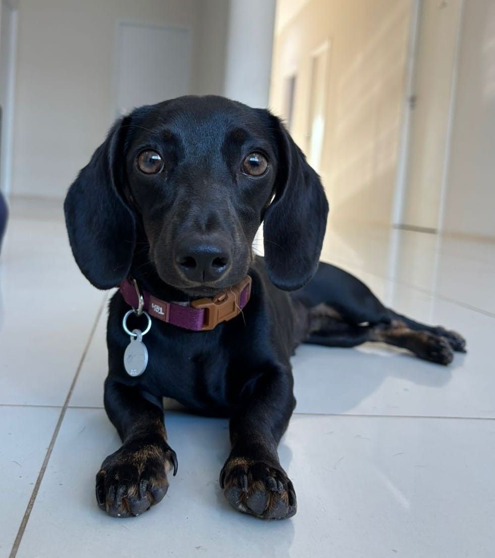 Essência Animal